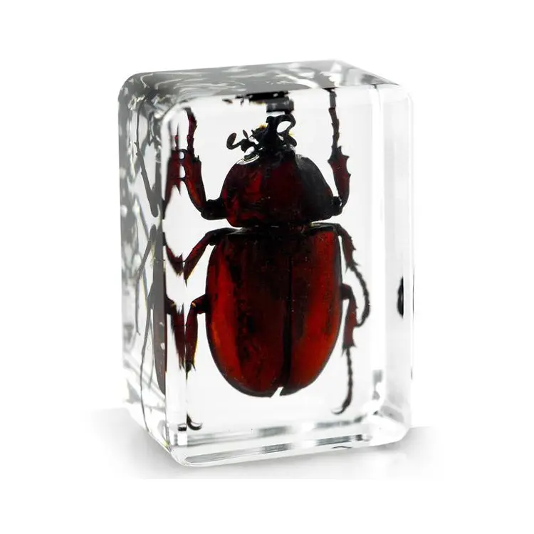 Обучающие материалы для образцов носорогов жуков