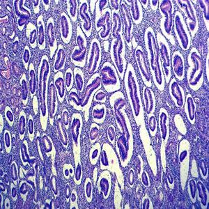 โรงงาน <span class=keywords><strong>anatomy</strong></span> เตรียมสมุนไพรจีนกล้องจุลทรรศน์ชีววิทยาสไลด์สำหรับขายส่ง - Product Image 6