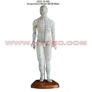 Acupuncture Model 46CM Male-J3C5.19.505