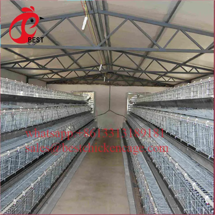 Fully Automated broiler cages system laying nest types of layer chicken for wholesales