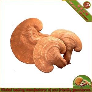 Alta calidad de <span class=keywords><strong>hongo</strong></span> <span class=keywords><strong>reishi</strong></span> rojo - Product Image 1