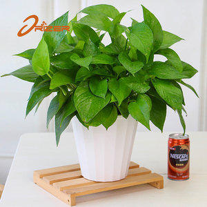 Nueva llegada del producto proporcionar muestra gratis cuarto barato <span class=keywords><strong>planta</strong></span> con decoración interior y exterior - Product Image 2