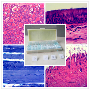 Set di Vetrini Preparati per Istologia per <span class=keywords><strong>Scuole</strong></span> <span class=keywords><strong>Medie</strong></span> e Studi Medici, Vetrini Preparati per Microscopi Scolastici per Bambini - Product Image 5