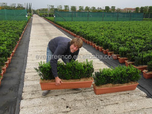 Pots de plantes rectangulaires en plastique pour l'intérieur et l'extérieur, pour la plantation de jardin et de légumes, catégorie de produits pots à fleurs et jardinières - Product Image 5