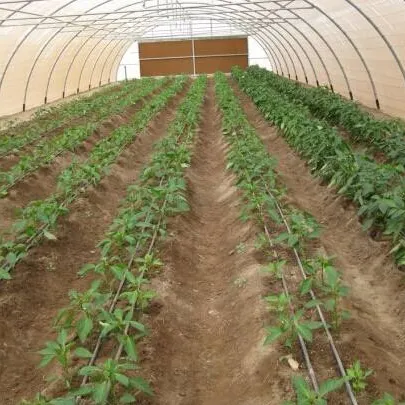 Green House Tunnel With Plastic Covering