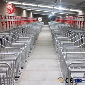 Il tubo d'acciaio della fabbrica ha usato il <span class=keywords><strong>recinto</strong></span> del <span class=keywords><strong>maiale</strong></span> dell'attrezzatura agricola delle scrofe della cassa di parto del <span class=keywords><strong>maiale</strong></span> - Product Image 5