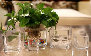 Crystal Clear Glas Bloem Groene Plant Pot 500 Ml 1L 1.5L Grote Fiber Aquarium Aquarium - Product Image 5