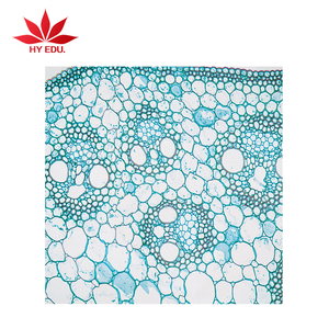 Elementi fissi Per ogni livello studenti studio delle cellule staminali vegetali vetrini da microscopio preparati - Product Image 1