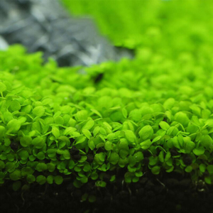 Shanda Aquarium Plant Zaden Aquarium Real Plant