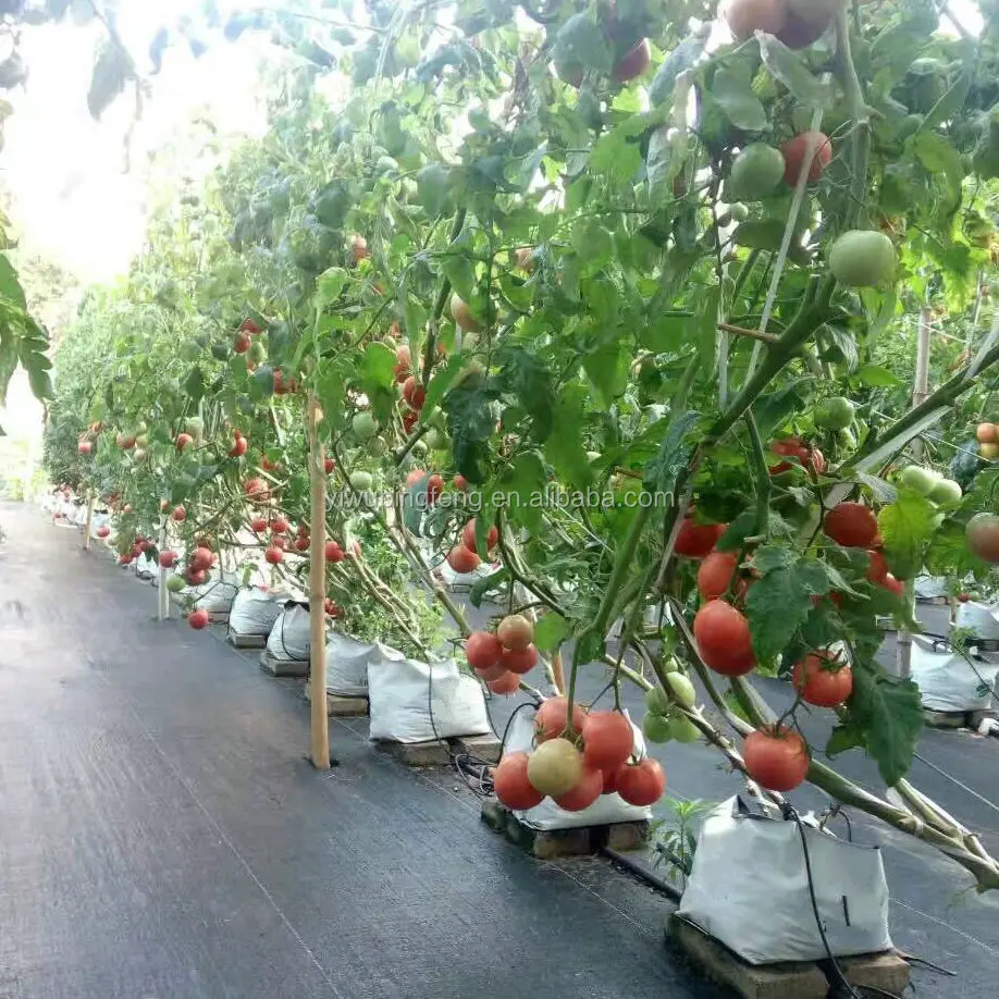 Tas tumbuh stroberi putih kantung tanaman tumbuh taman tahan air tas tumbuh anak plastik