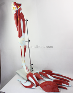 Modelo <span class=keywords><strong>de</strong></span> Músculo <span class=keywords><strong>de</strong></span> Muslo Humano HM-BD-148, Modelo <span class=keywords><strong>de</strong></span> Anatomía Muscular <span class=keywords><strong>Humana</strong></span>, Músculos <span class=keywords><strong>de</strong></span> <span class=keywords><strong>la</strong></span> <span class=keywords><strong>Pierna</strong></span> <span class=keywords><strong>Humana</strong></span> - Product Image 3