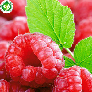 IQF Đông Lạnh Toàn Bộ Màu Đỏ Mâm Xôi Không Ngọt Số Lượng Lớn Hữu Cơ Khỏe Mạnh Tự Nhiên Dinh Dưỡng Đóng Băng Đóng Băng Giá Bán Buôn - Product Image 2