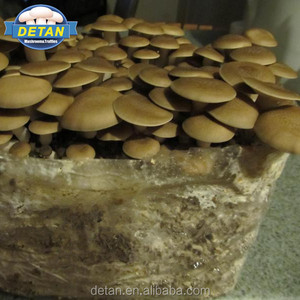 Detan Brun Shimeji <span class=keywords><strong>Champignons</strong></span> <span class=keywords><strong>Kit</strong></span> de <span class=keywords><strong>Culture</strong></span> - Product Image 1