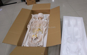 Modèles de squelette anatomique en plastique de 85 cm pour l'enseignement médical, avec nerfs et vaisseaux sanguins, squelette avec nerfs - Product Image 5