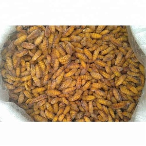 Gusano de seda para alimentos, precio con descuento - Product Image 2