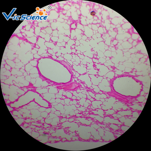 Profesional slide histologi manusia jaringan ikat padat