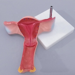 <span class=keywords><strong>Utérine</strong></span> modèle anatomique système reproducteur Féminin modèle modèle d'organe - Product Image 3