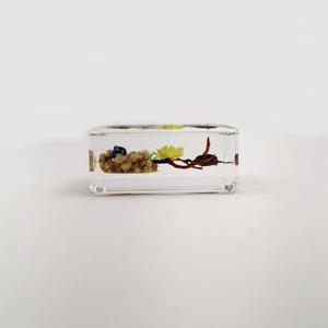 Golden Cockchafer Beetle Bug Spécimen d'insecte dans le <span class=keywords><strong>jardin</strong></span> en résine acrylique Presse-papiers - Product Image 5