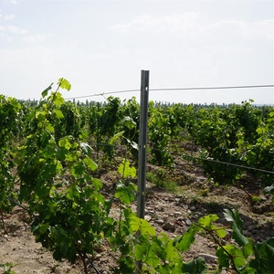Estacas de <span class=keywords><strong>Madera</strong></span> que Reemplazan a los <span class=keywords><strong>Postes</strong></span> Metálicos Galvanizados, Resistentes a la Putrefacción, Ecológicas para Viñedos - Product Image 3