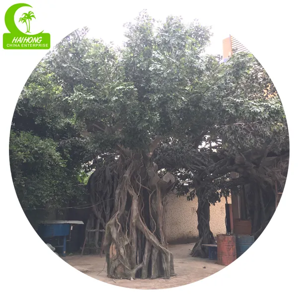 Groothandel Haihong Ambachten 6M Hoge Hand Made Grote Kunstmatige Banyan Ficus Boom Voor Indoor Of Outdoor Decoratie