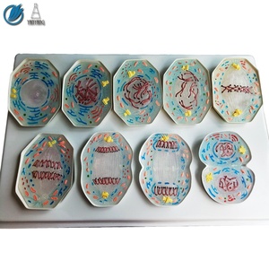 Modelo de <span class=keywords><strong>Mitosis</strong></span> de células de animales de plástico, 9 Uds. - Product Image 2