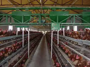 Poultry Farm Cage Good Price Automatic Poultry Farm Equipment Battery Layer Chicken A Type Cage For Sale