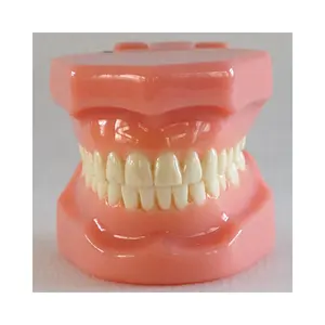 Dental Ortho teeth model
