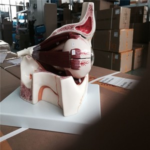 ADA-A1062 인간 눈 및 안구 구조 해부 시뮬레이터 의학 과학 제품 - Product Image 3