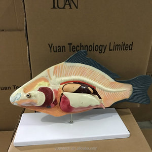 YA/B023 anatomia del pesce di dimensioni naturali e Torso campione di pesce per adulti per riferimento anatomico modello di anatomia del pesce - Product Image 6