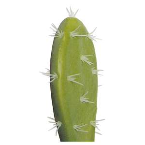 Cactus planta <span class=keywords><strong>bonsai</strong></span> cactus y suculentas vivero artificial verde - Product Image 3