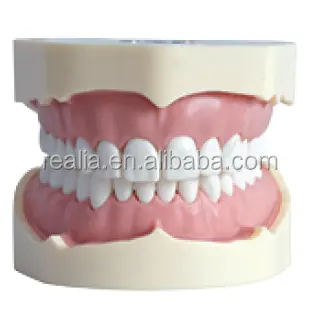 BF Type Étude modèle de dents
