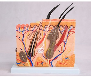 Modello Anatomico della <span class=keywords><strong>Pelle</strong></span> <span class=keywords><strong>Umana</strong></span> con Capelli, Modello Ingrandito della Struttura del Tessuto Cutaneo - Product Image 6