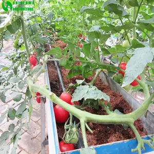 椰子泥炭种植与种植沟用于农业温室番茄种植