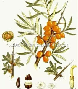 Di alta Qualità GMP Naturale Estratto di Olivello Spinoso di frutto di olivello spinoso/Estratto di foglie di olivello spinoso - Product Image 5