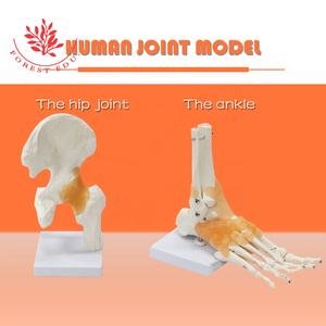 Modèles articulaires fonctionnels de la série démonstrative pour l'épaule, le coude, la hanche, le genou, la main et le pied, avec ligaments et os, pour usage clinique - Product Image 3