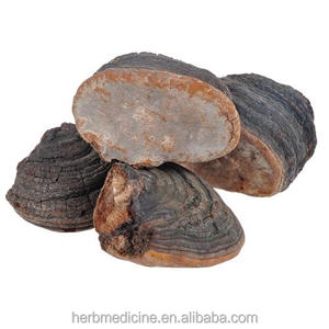 Hongo Phellinus Linteus Teng Seco Silvestre Entero, Origen Bozhou, China, Paquete <span class=keywords><strong>de</strong></span> 1KG - Product Image 1
