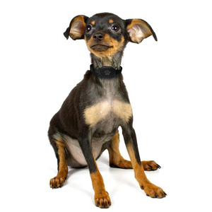 Thiết Bị Theo Dõi Vật Nuôi GPS Tracker <span class=keywords><strong>Sim</strong></span> Cho Chó Mèo Vật Nuôi - Product Image 5