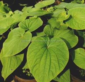 Naturale Estratto methysticum Piper/Estratto di Radice di Kava Kava/radice di Kava Estratto In Polvere - Product Image 3