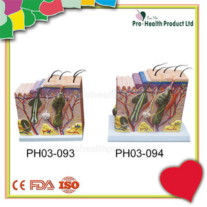 Modello anatomico della <span class=keywords><strong>pelle</strong></span> della struttura <span class=keywords><strong>umana</strong></span> amplificato 50 volte per l'insegnamento - Product Image 4
