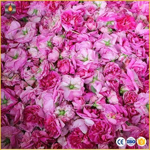 Hot Sell Steam Distillation Rose Essential Oil Extracting Machine/ Tea Tree Oil Extraction Machine