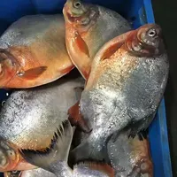 Musim Baru Kualitas Bagus Ikan Pacu Merah Beku