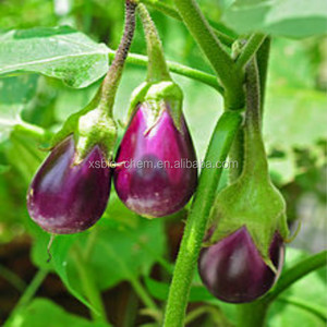 GMP Natural extracto de la berenjena - Product Image 2