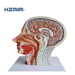 Modèle anatomique de tête humaine, modèle neurovasculaire de tête et de <span class=keywords><strong>cou</strong></span> - Product Image 1
