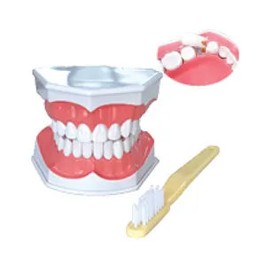 Gelsonlab HSDT-N10 G forma Modelo de Escovar Os Dentes