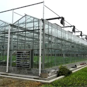 Nhà Kính Venlo Chất Lượng Cao Skyplant