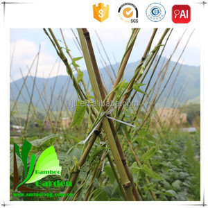 Alta calidad barato seco Natural crudo recto verde jardín Tonkin <span class=keywords><strong>cañas</strong></span> <span class=keywords><strong>de</strong></span> <span class=keywords><strong>bambú</strong></span>/bastones/juego/Stick para venta - Product Image 5