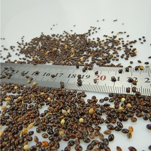 Zwart Broomcorn Gierst Kleefrijst Marktprijs Gierst - Product Image 6