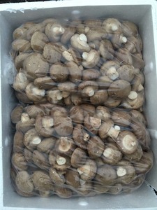 Detan Tươi <span class=keywords><strong>Shitake</strong></span> Nấm - Product Image 4