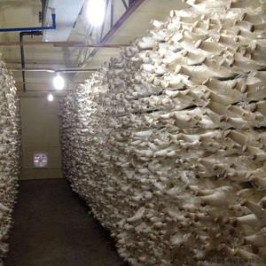 Champignon De haute Qualité <span class=keywords><strong>Chambre</strong></span> <span class=keywords><strong>Froide</strong></span> <span class=keywords><strong>Fabricant</strong></span> - Product Image 1