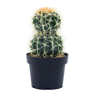 Mira real barato verde plástico artificial <span class=keywords><strong>cactus</strong></span> bola - Product Image 1